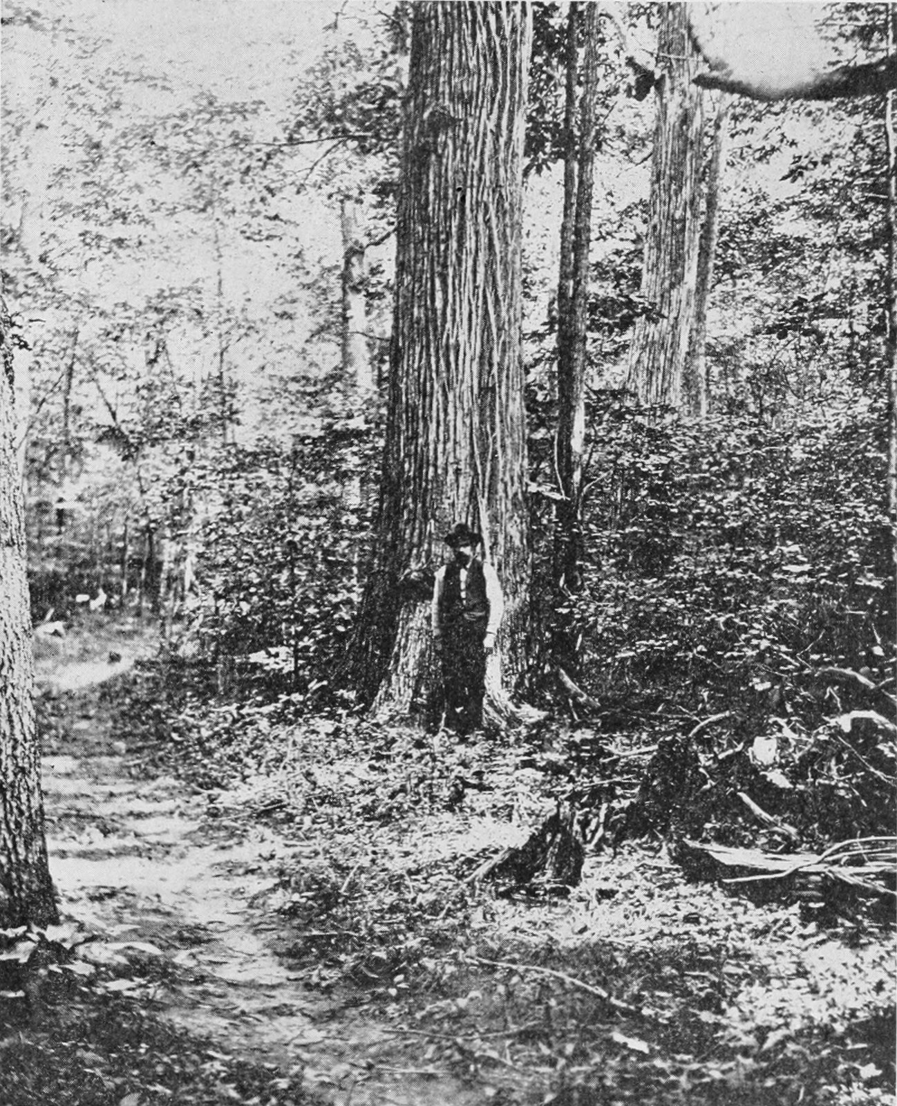 American chestnut