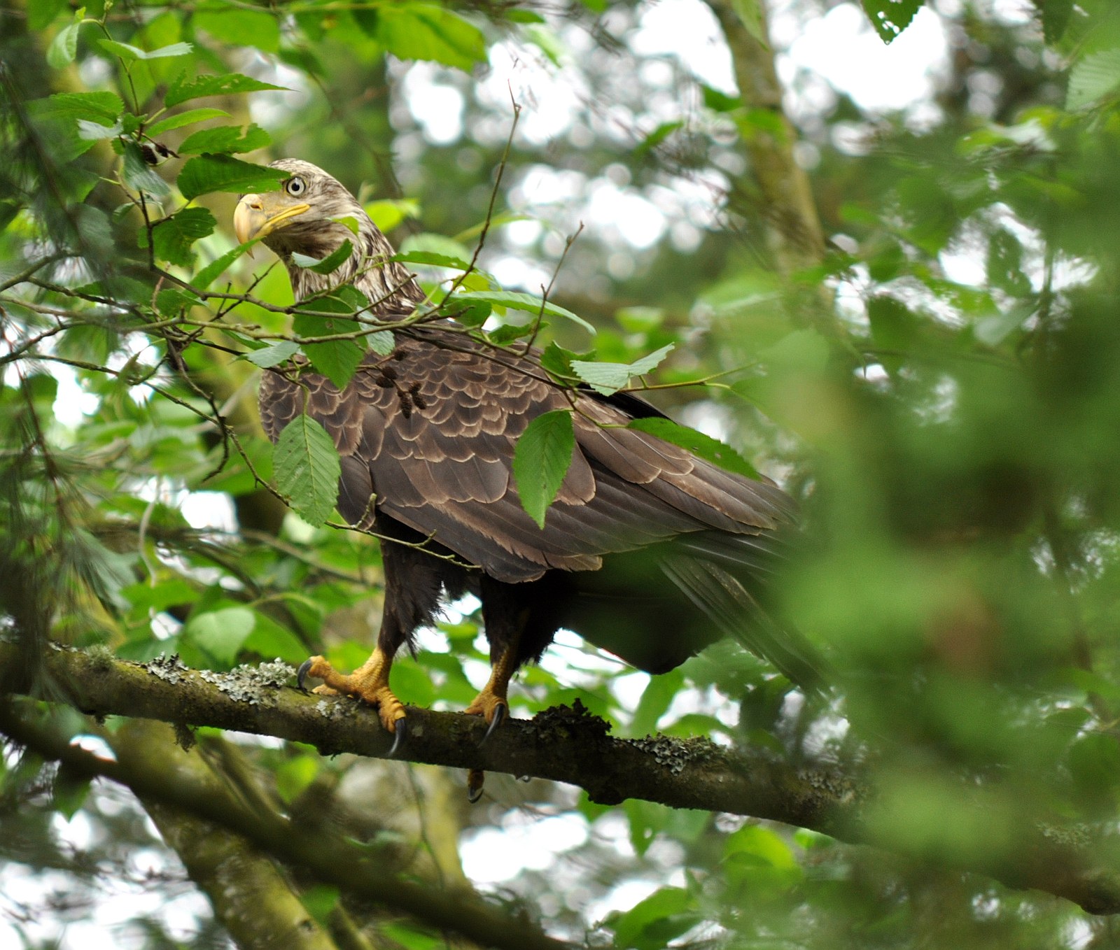 Bald eagle