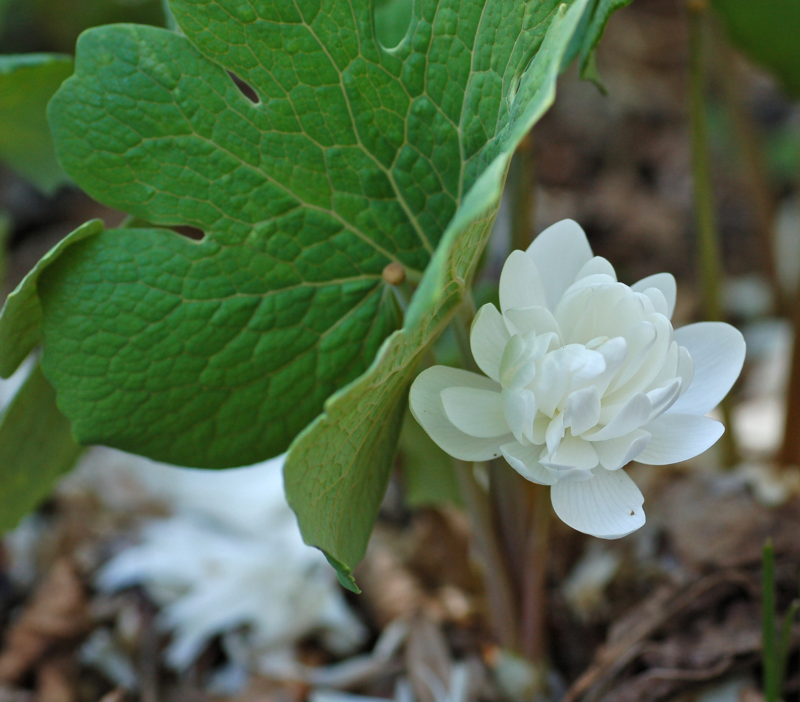 Bloodroot in bloom