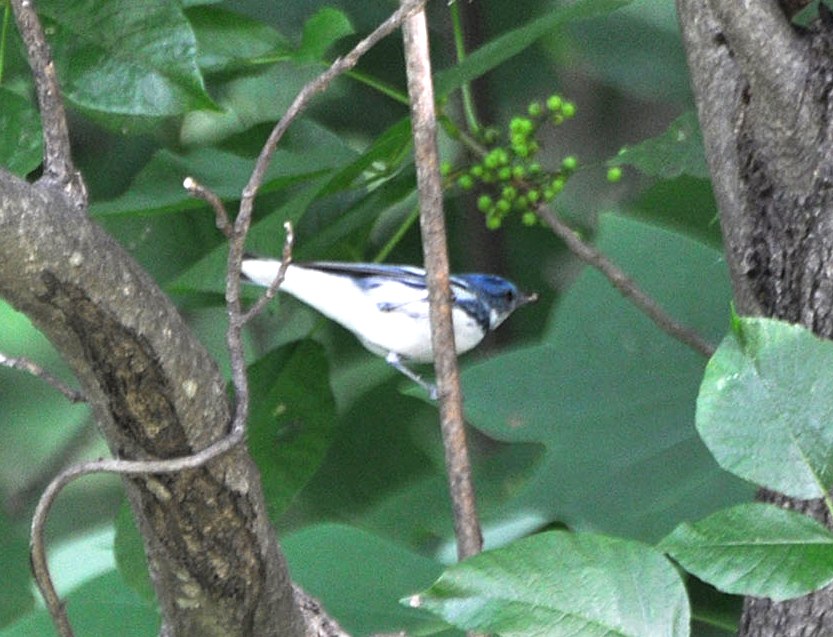 Cerulean warbler