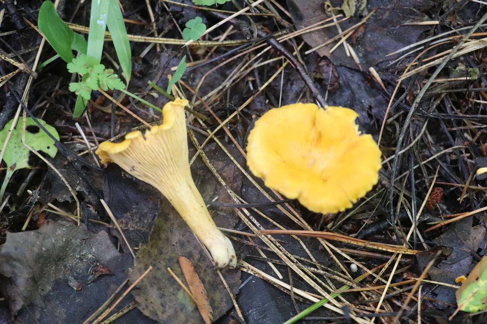 Chanterelle mushroom