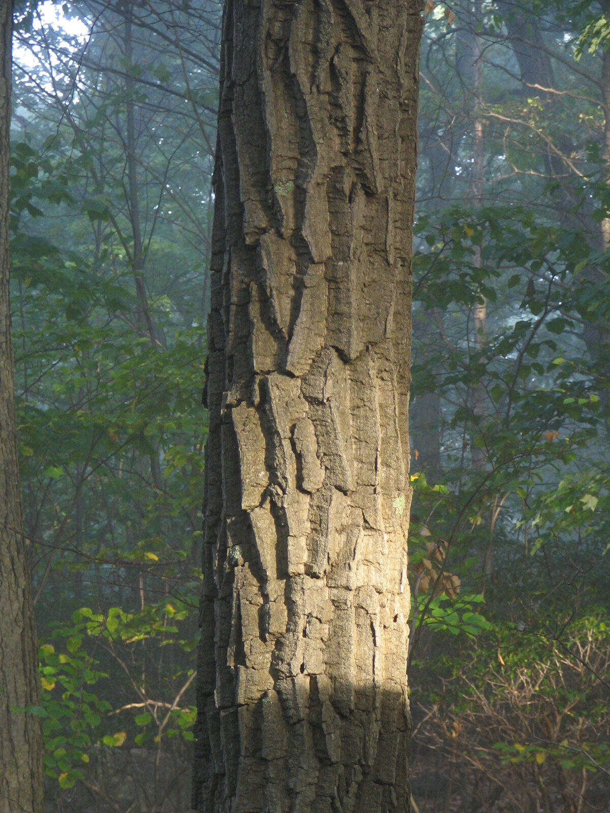 Chestnut oak tree