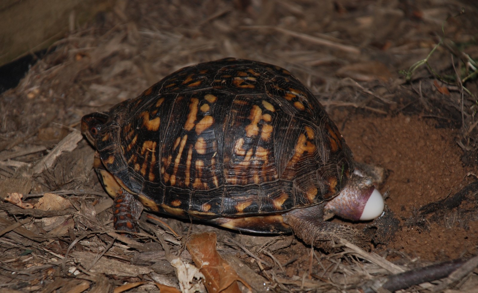 Eastern box turtle