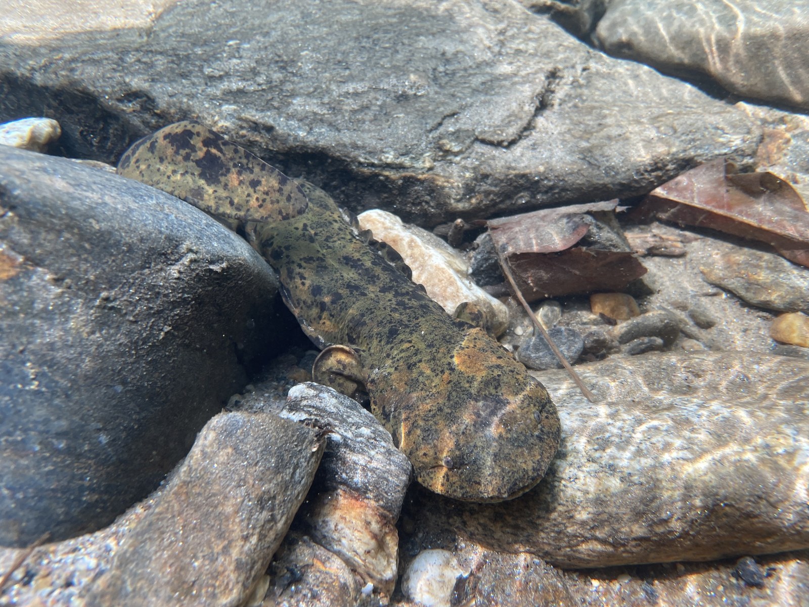 Eastern hellbender salamander