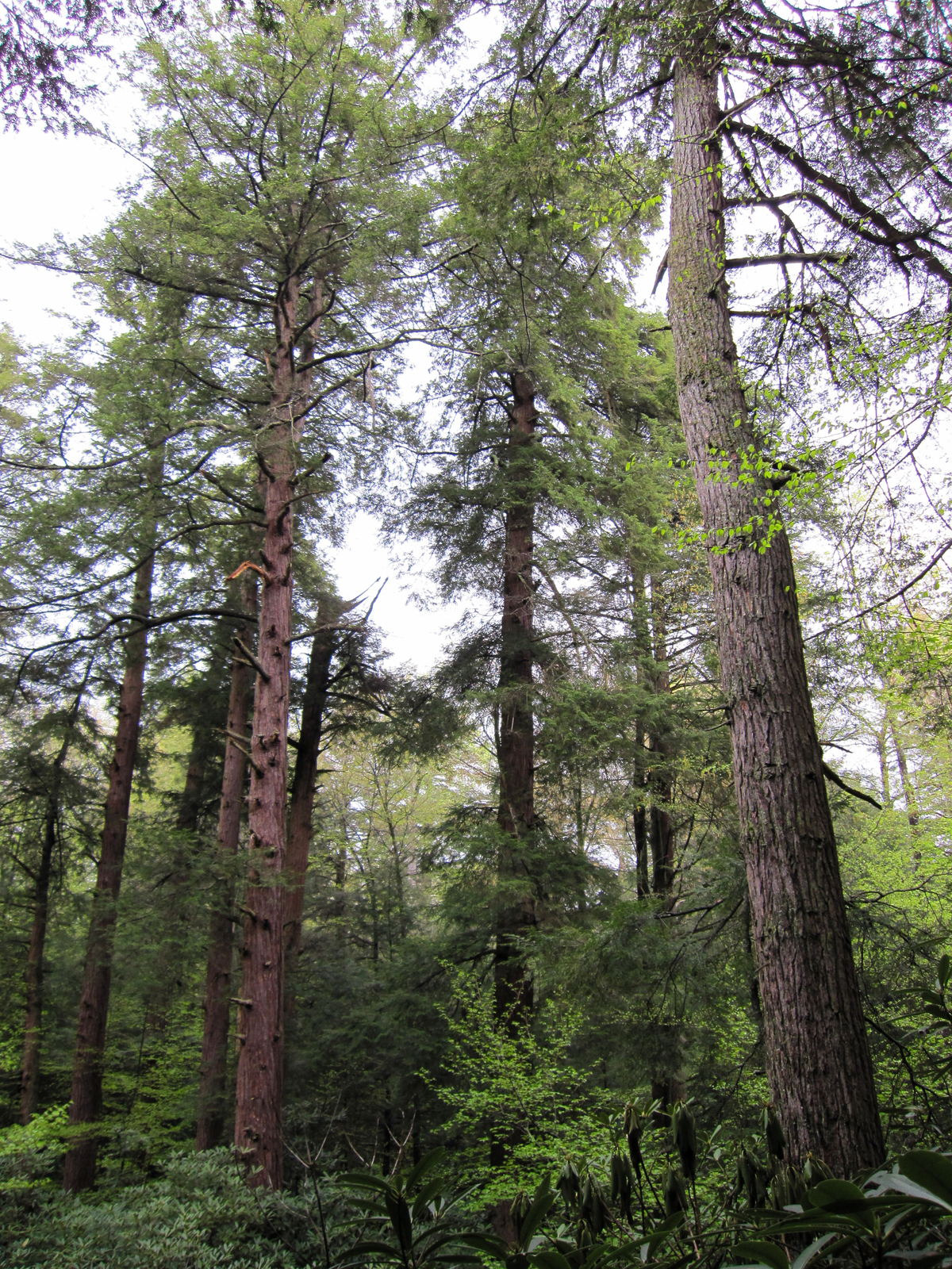 Eastern hemlock