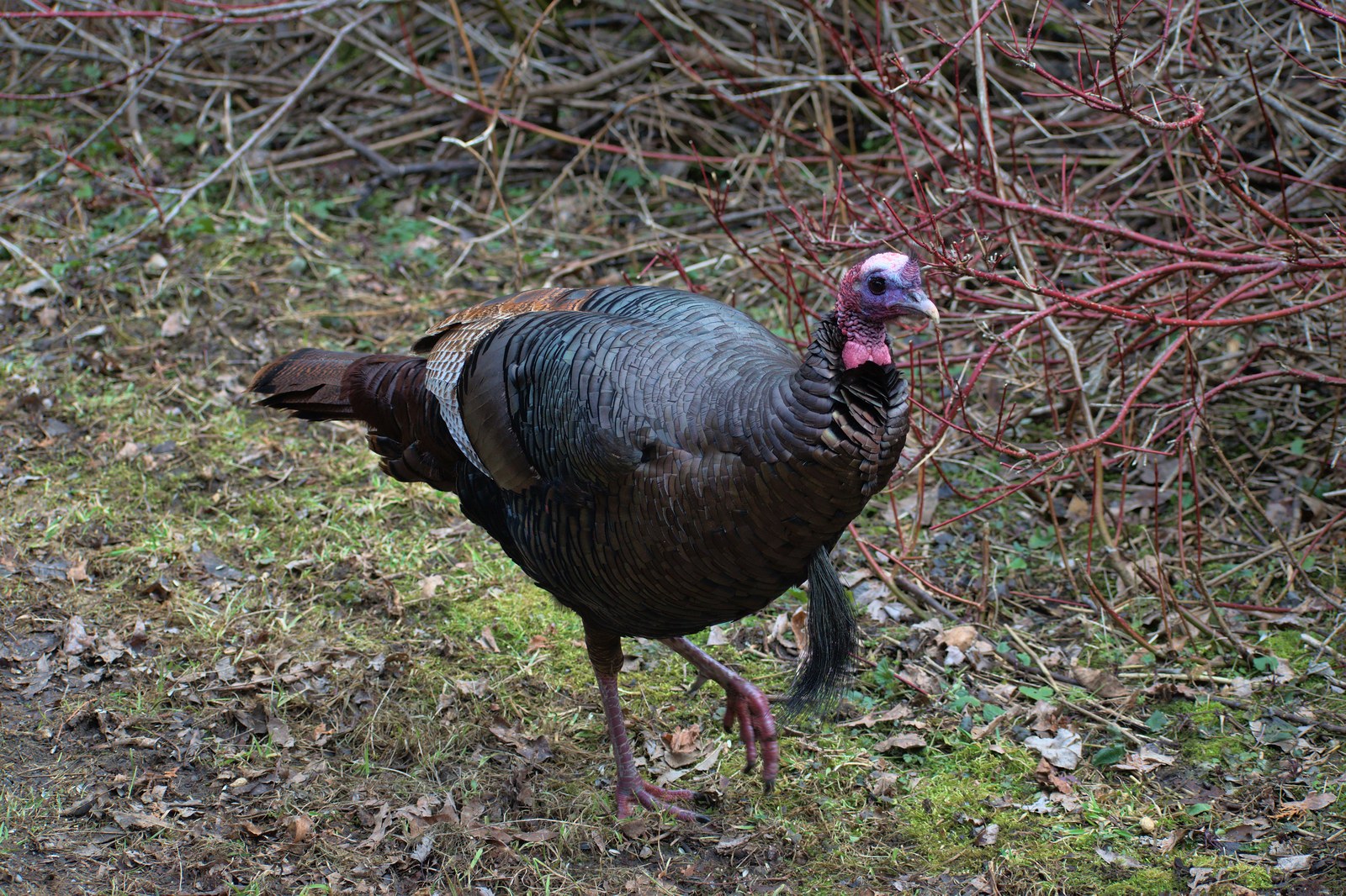 Eastern wild turkey