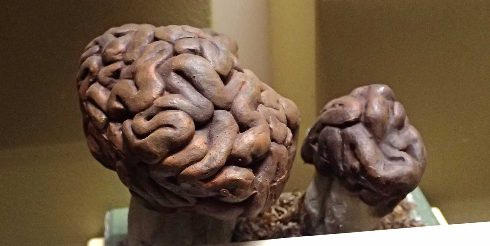 False morel