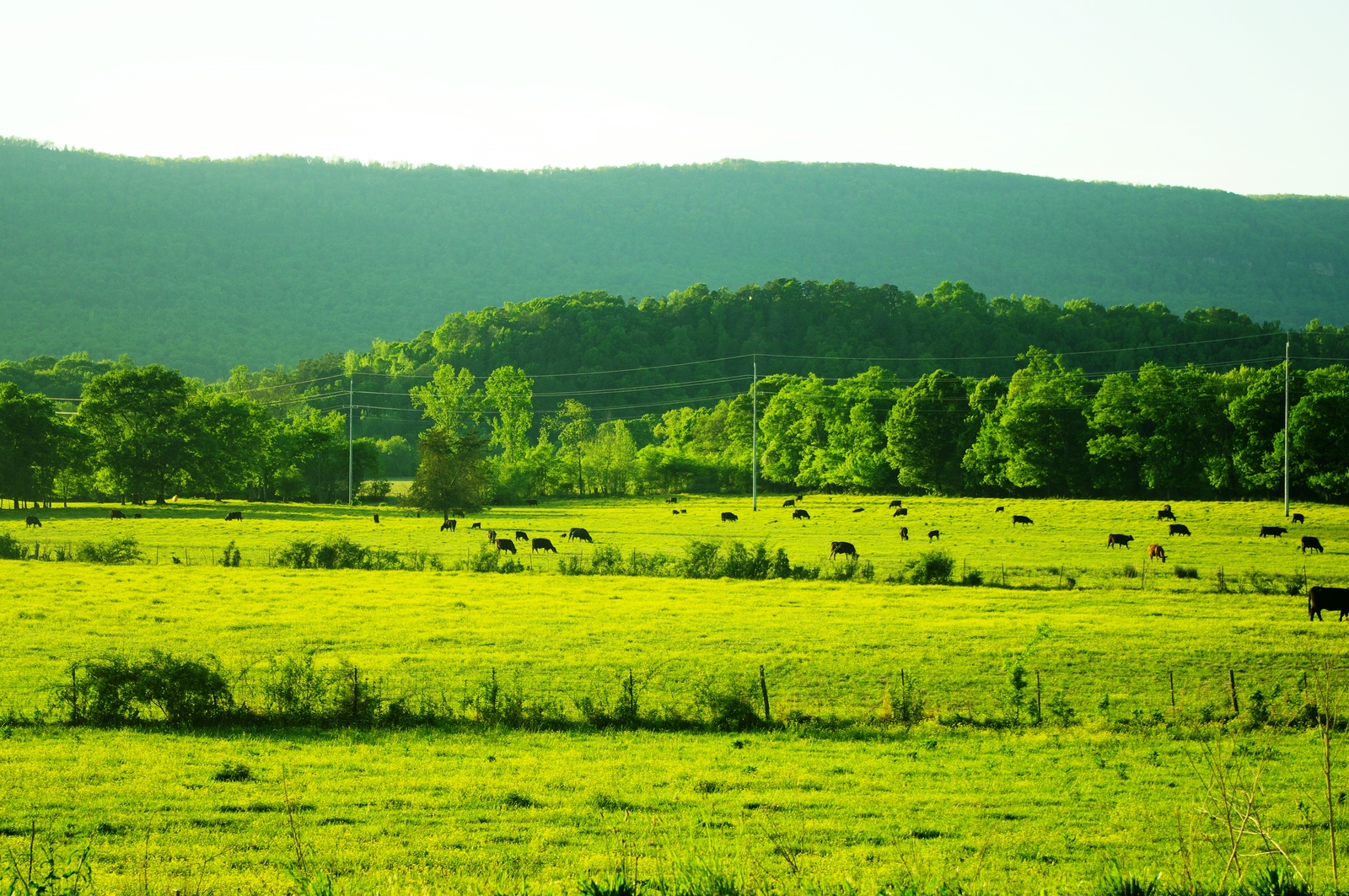 Rural Marion County farm scene near Powells Crossroads, 2014