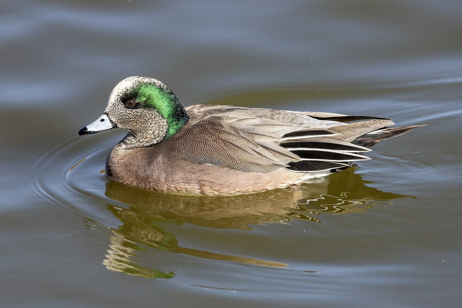 American wigeon