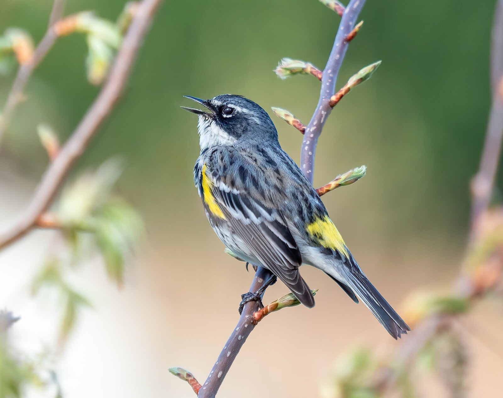 Yellow-rumped warbler