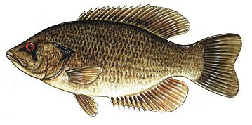 Rock bass