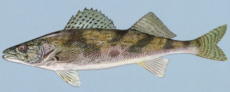 Sauger