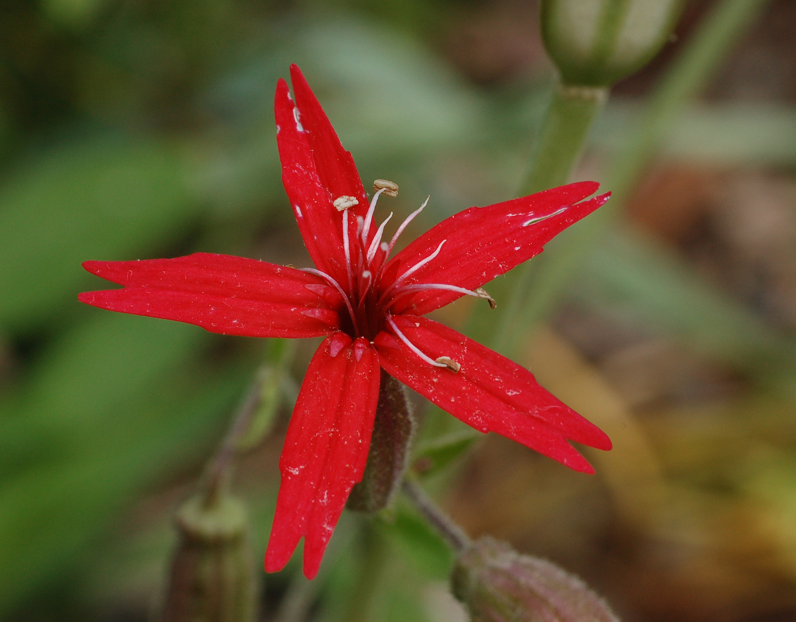 Fire pink wildflower