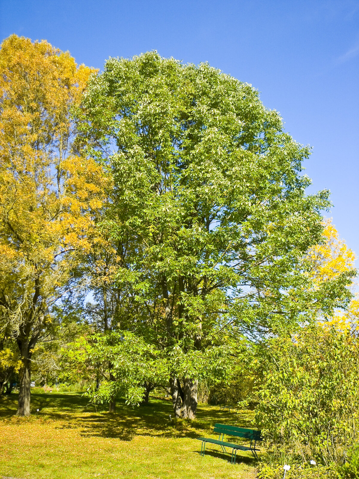White ash with compound pinnate leaves