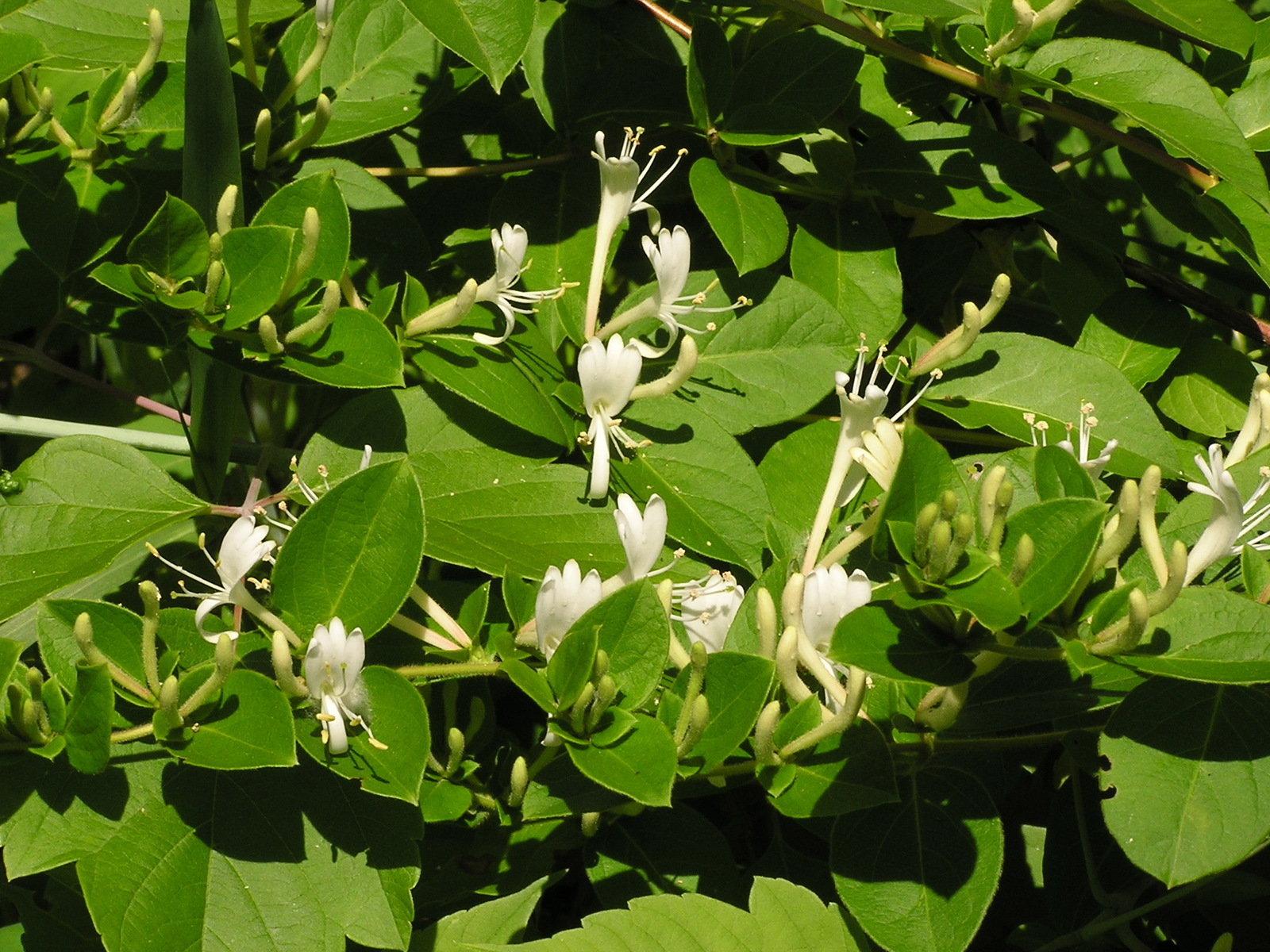 Japanese honeysuckle flowers