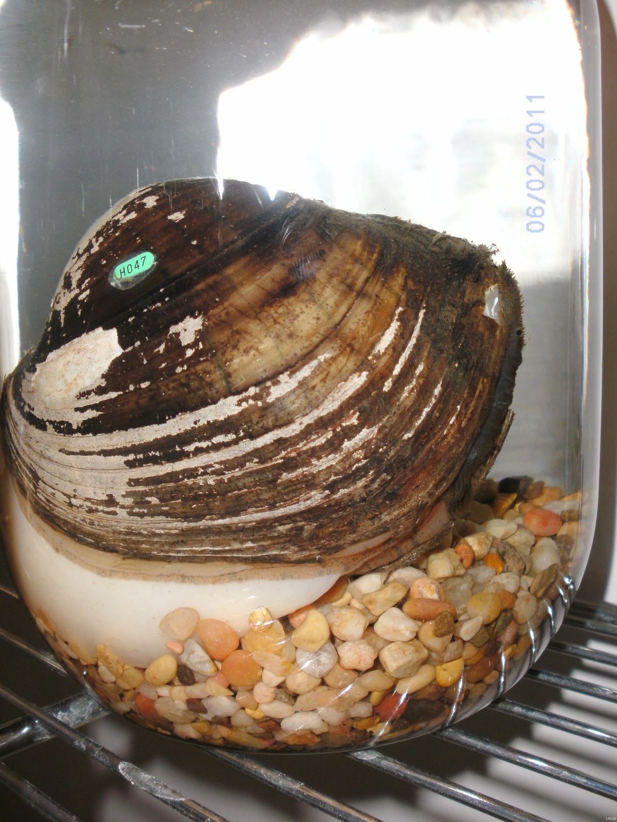 Freshwater mussel