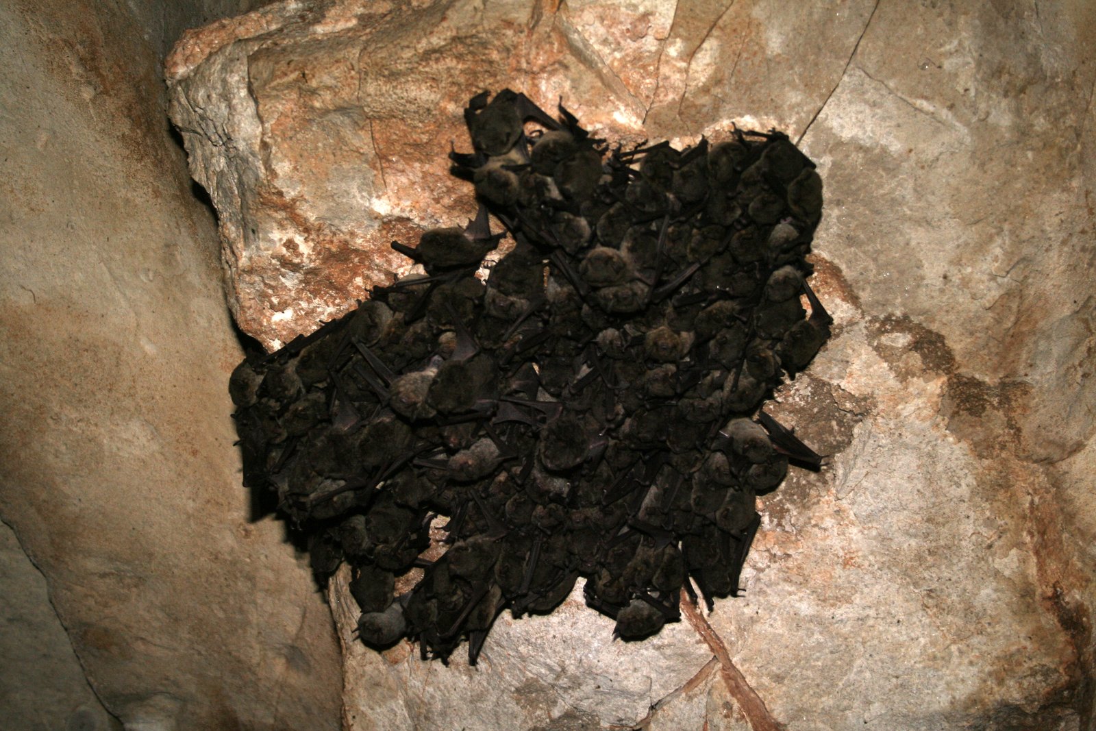 Gray bat colony