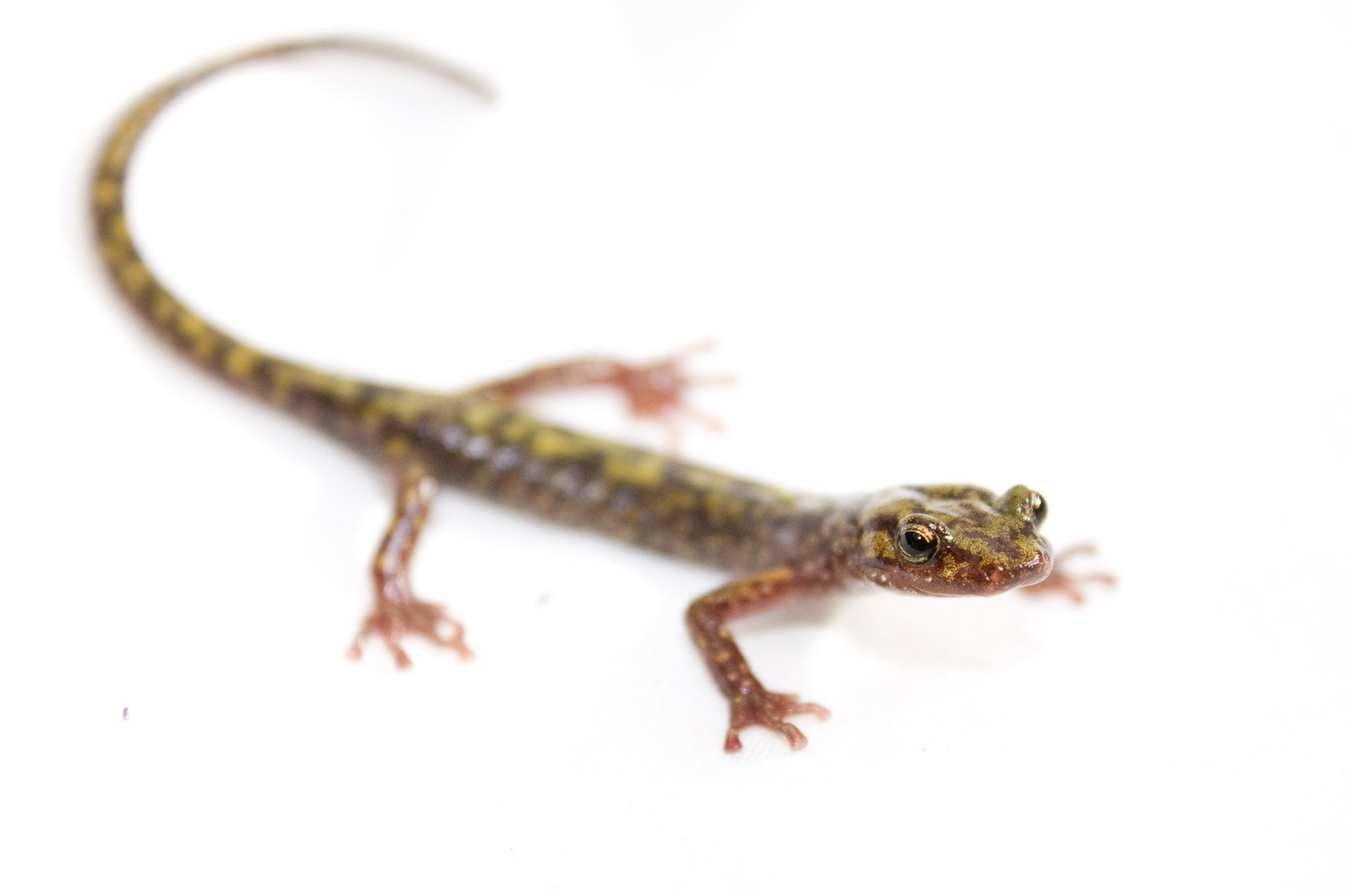 Green salamander