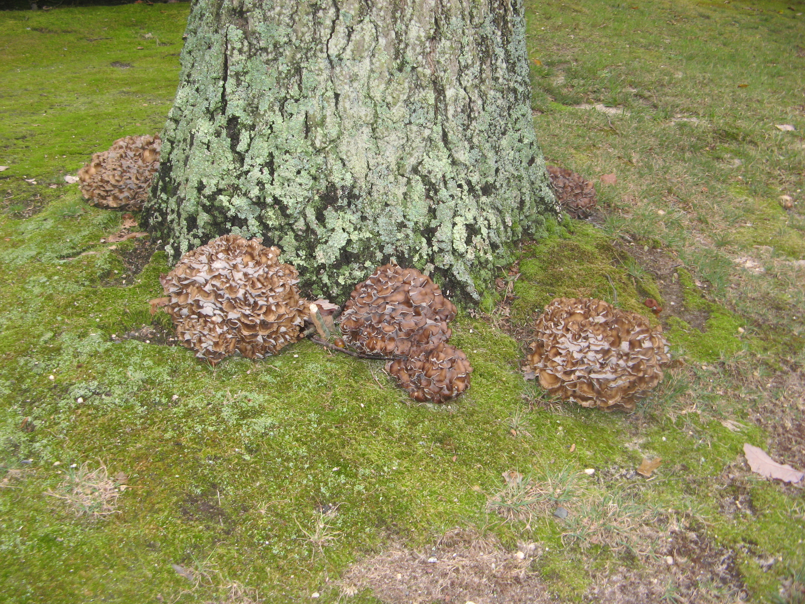 Hen of the woods mushroom