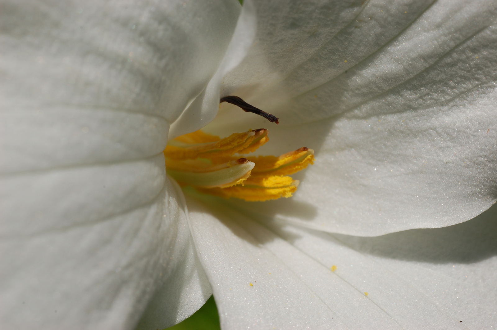 Large-flowered trillium