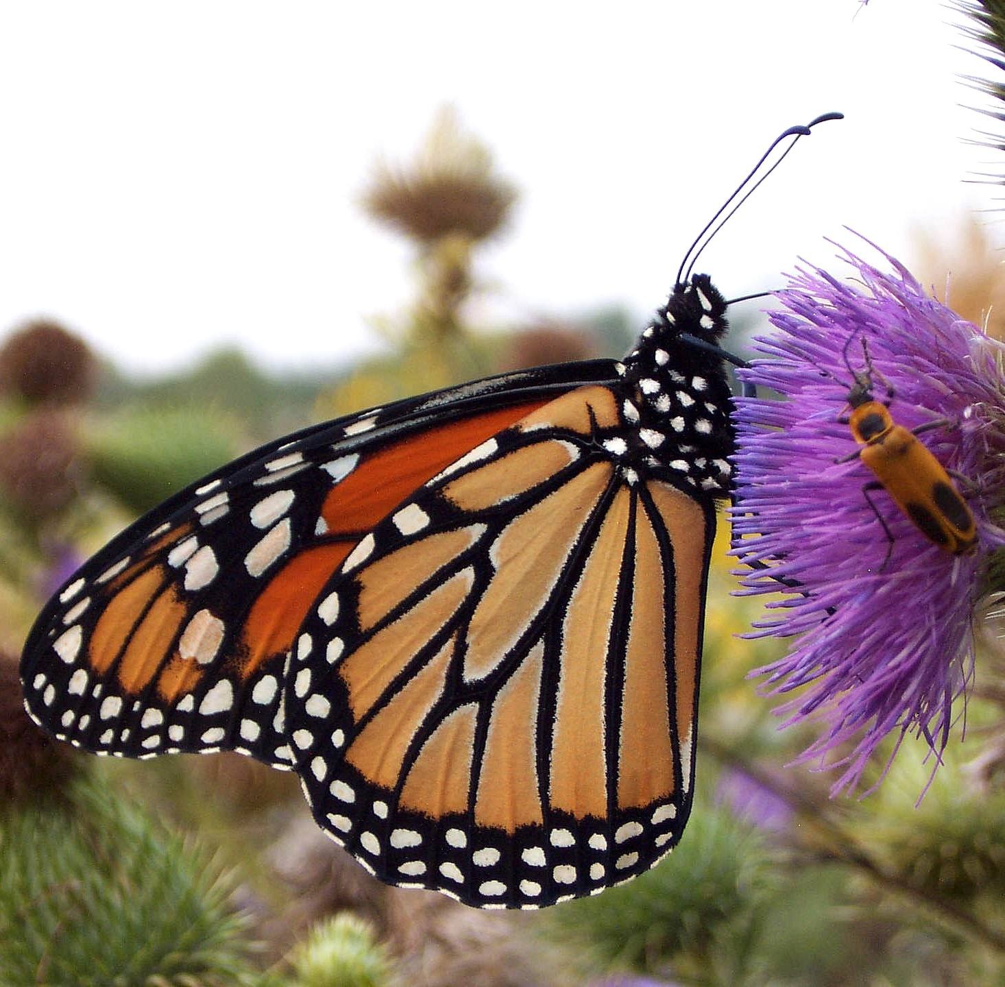 Monarch butterfly