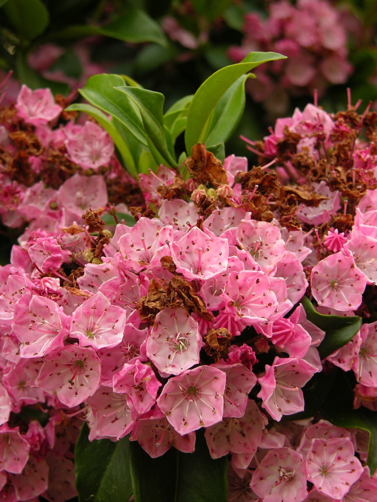 Mountain laurel in bloom