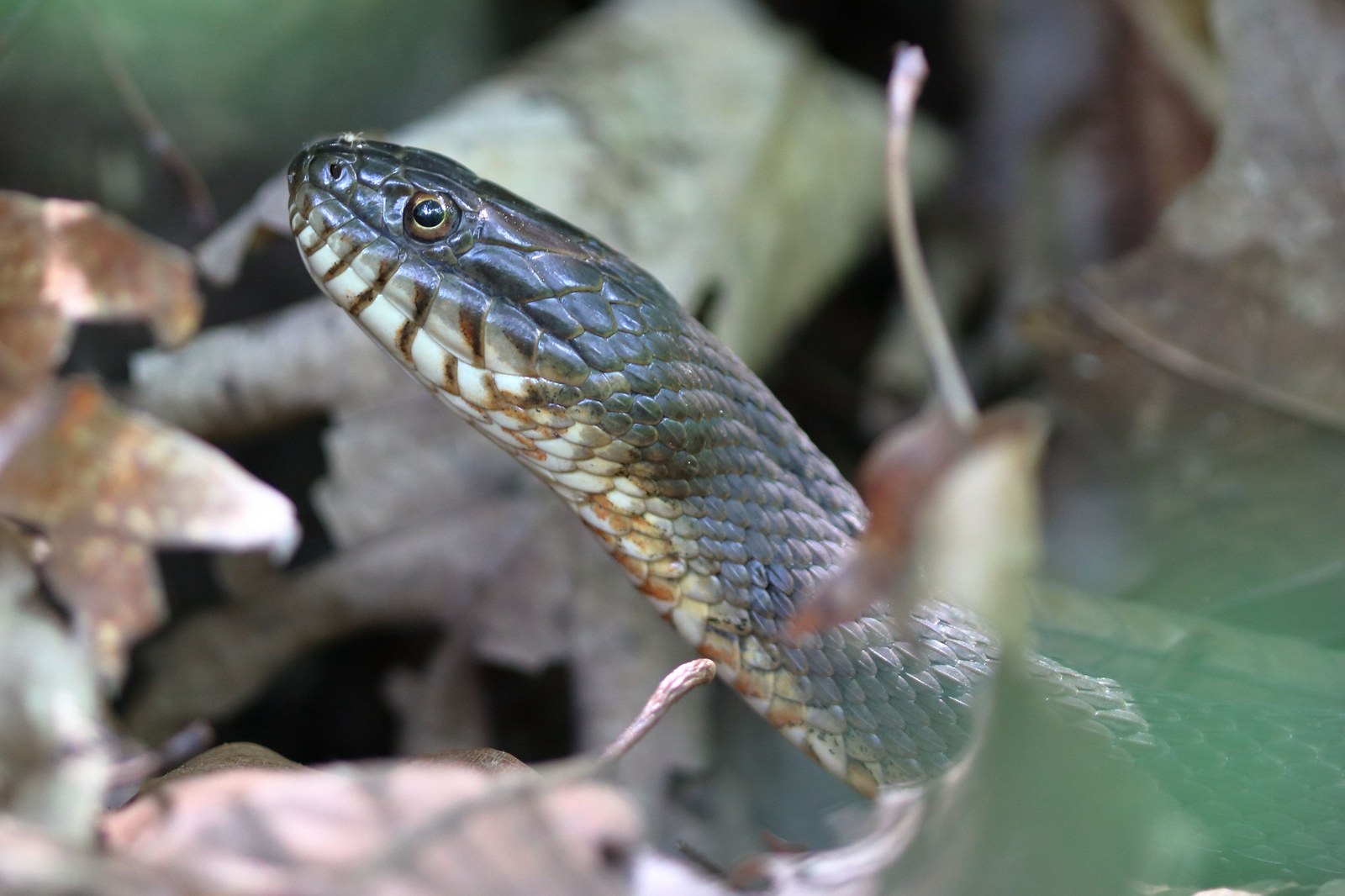Northern water snake