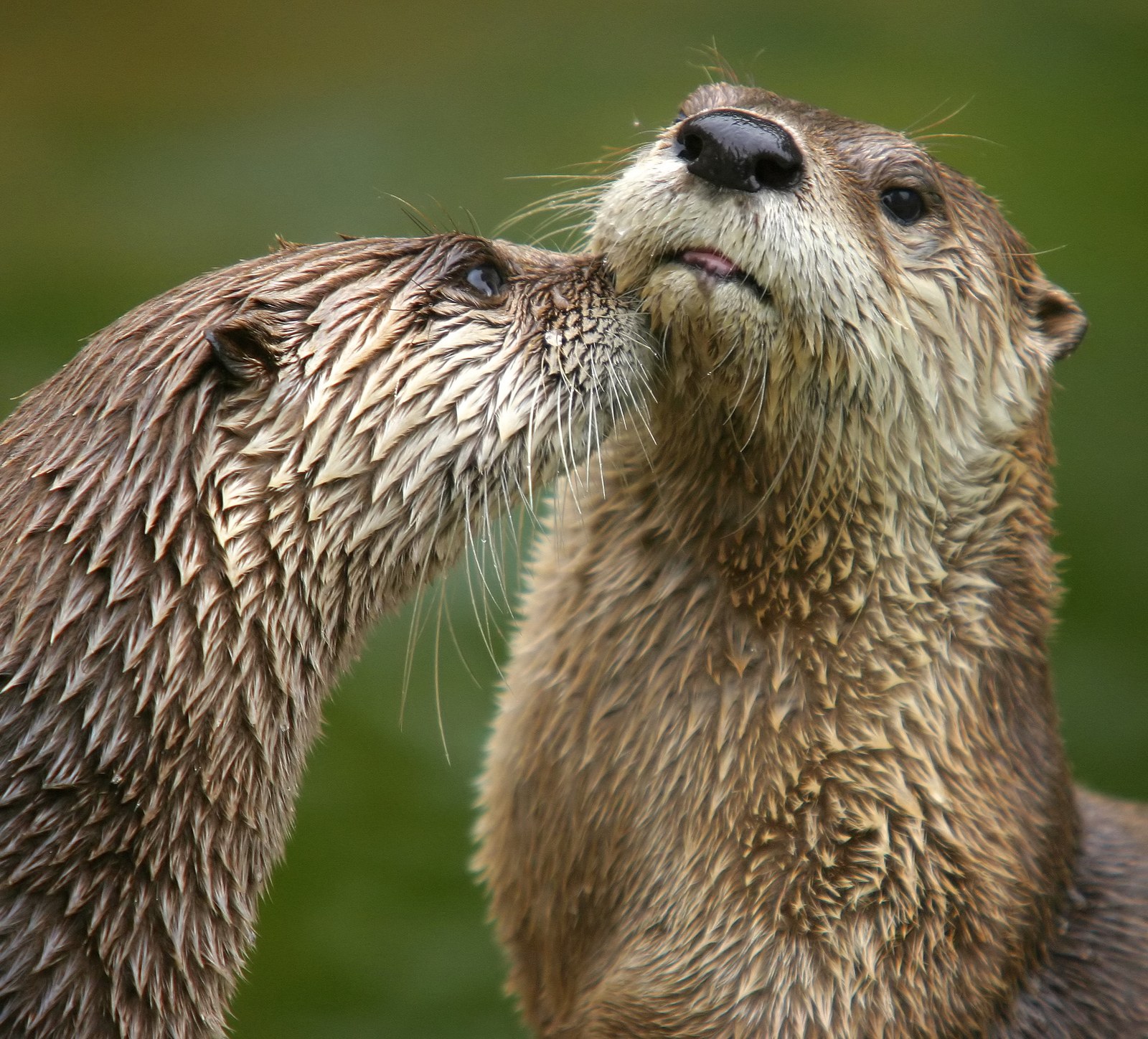 North American river otter