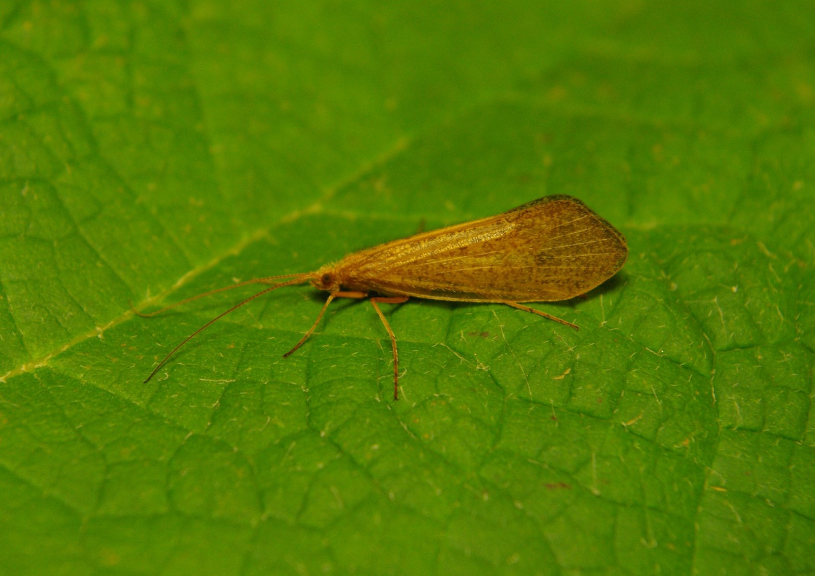 Adult Sequatchie caddisfly