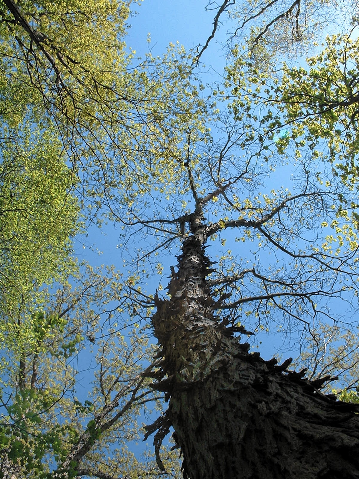 Shagbark hickory bark