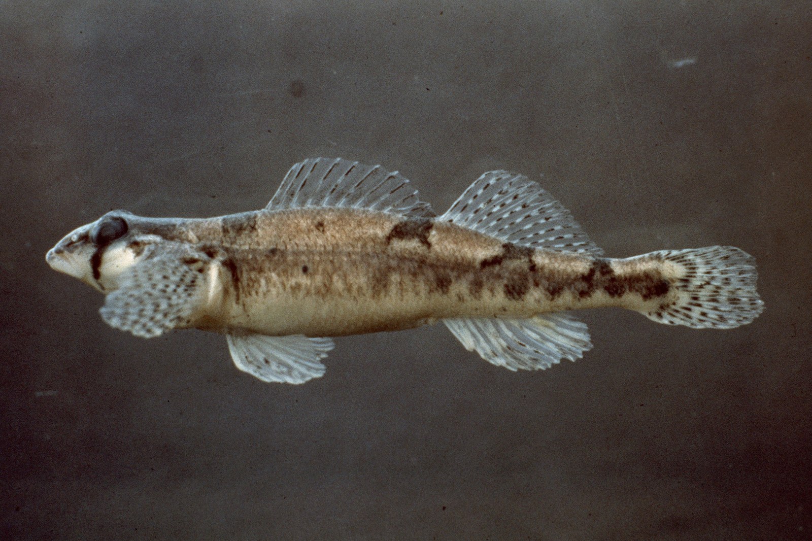 Snail darter