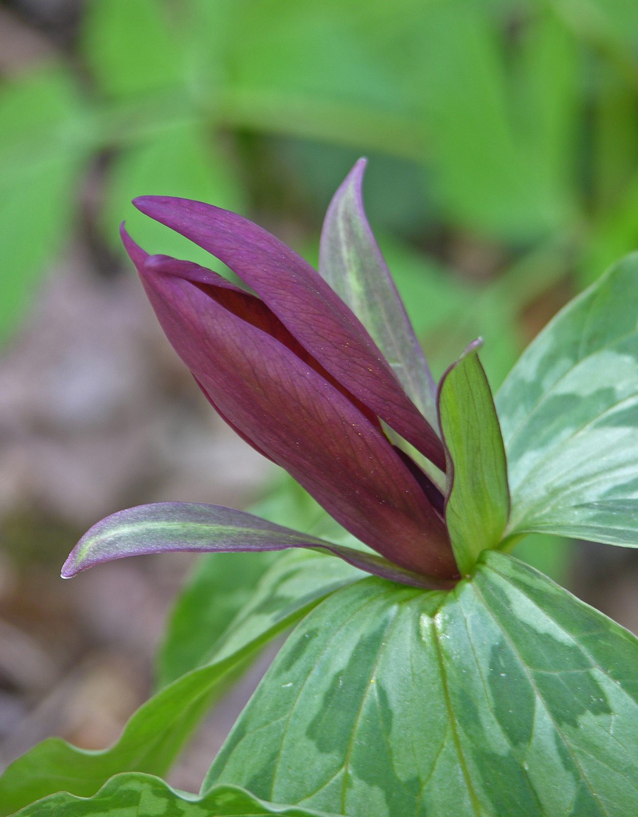 Sweet Betsy trillium