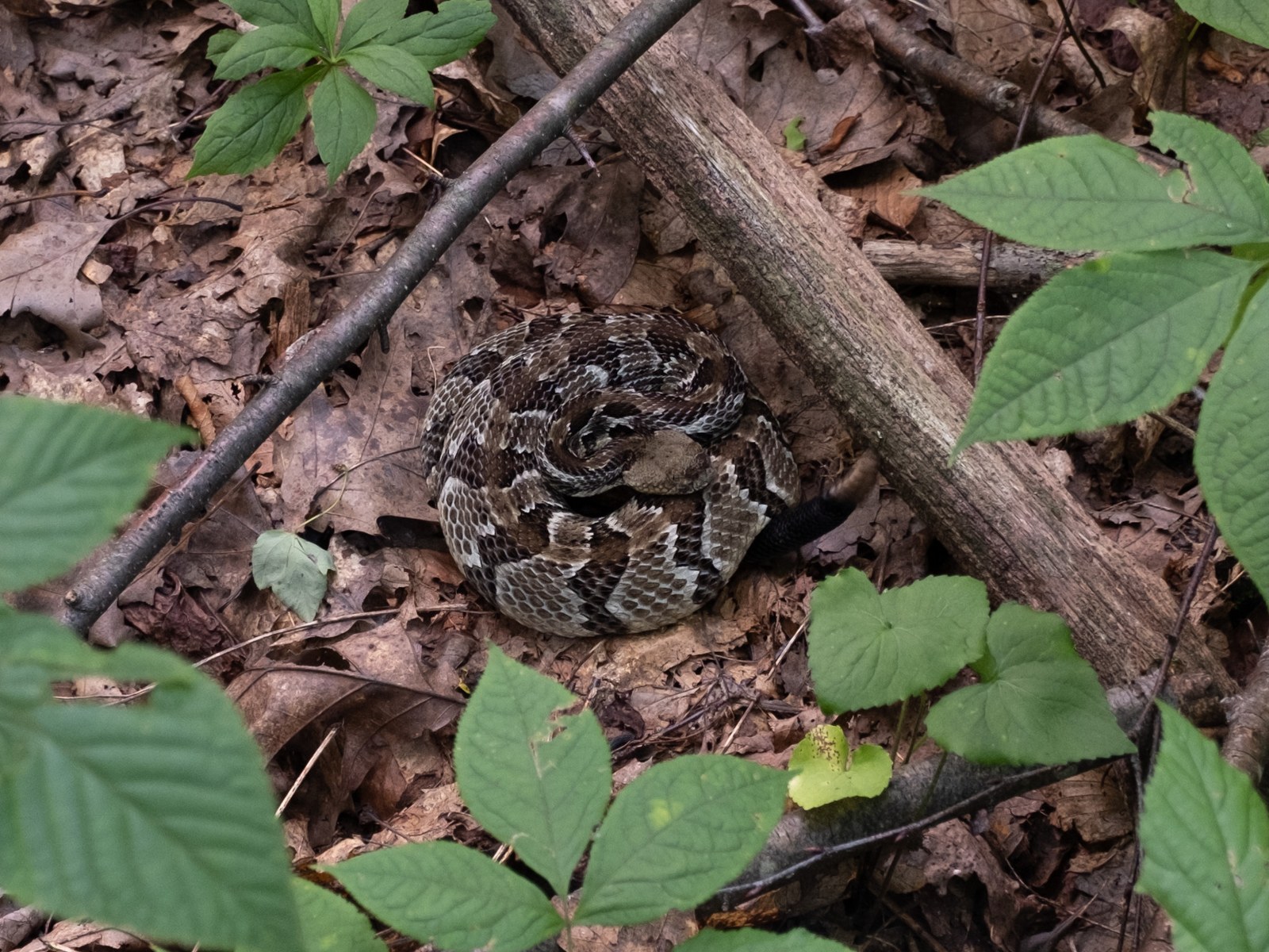 Timber rattlesnake coiled
