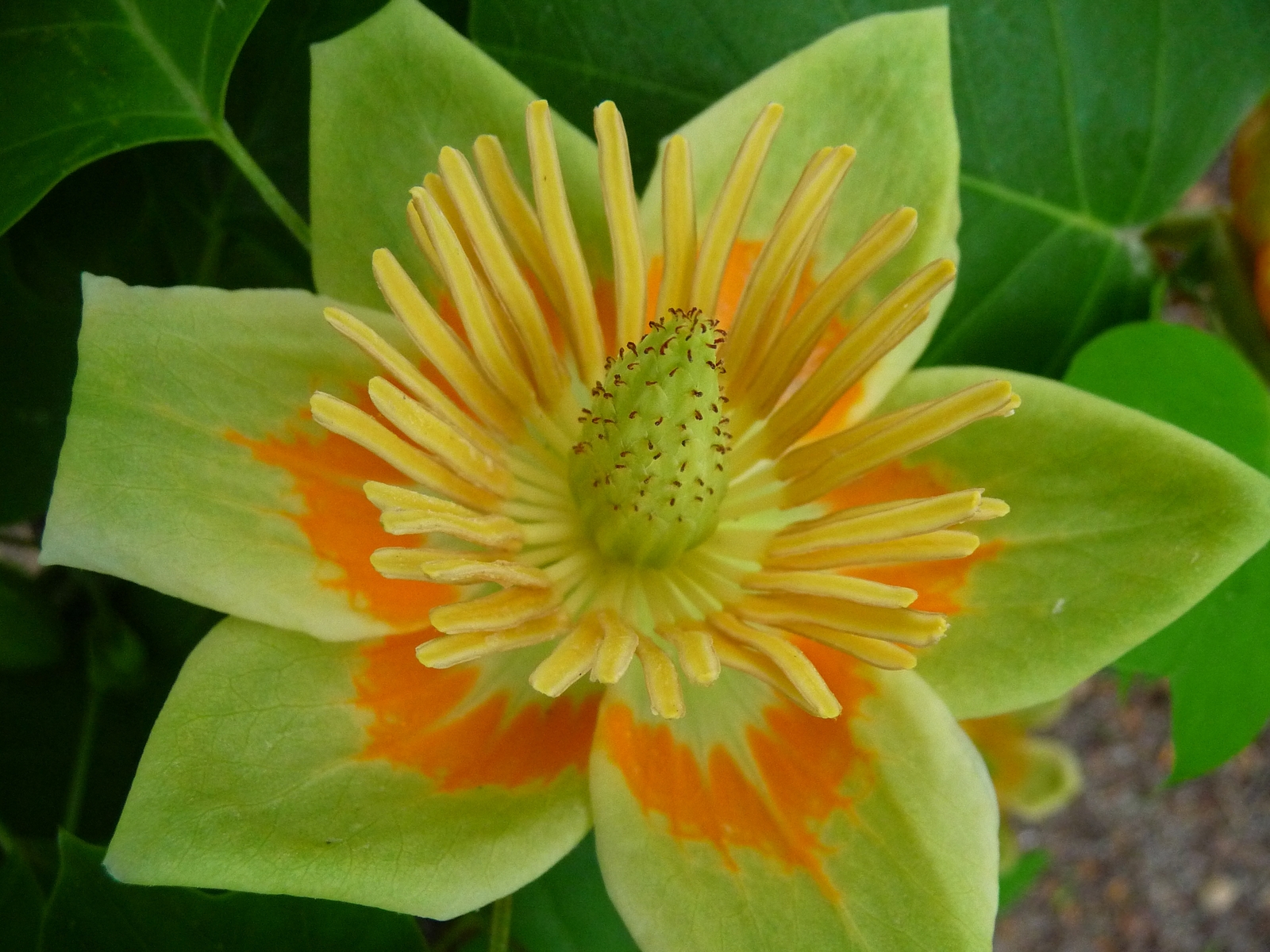 Tulip poplar flower