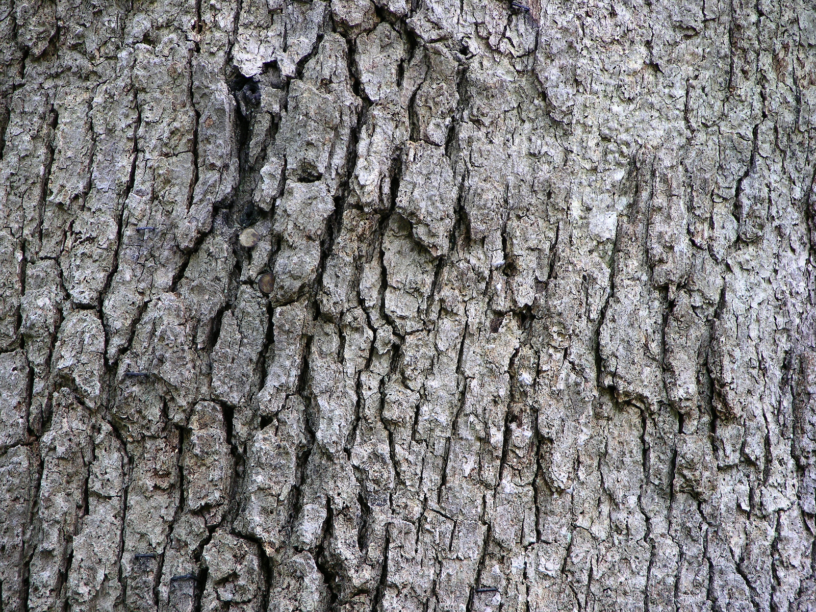 White oak tree