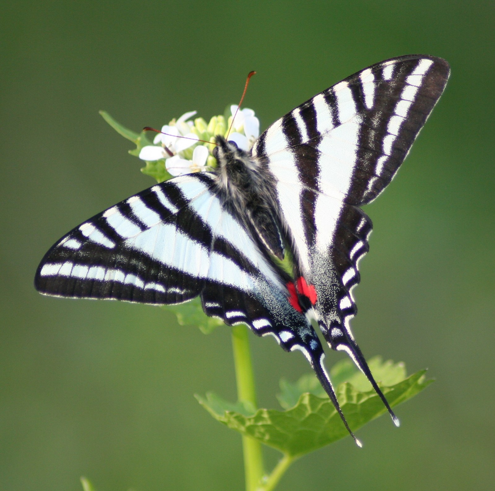 Zebra swallowtail butterfly